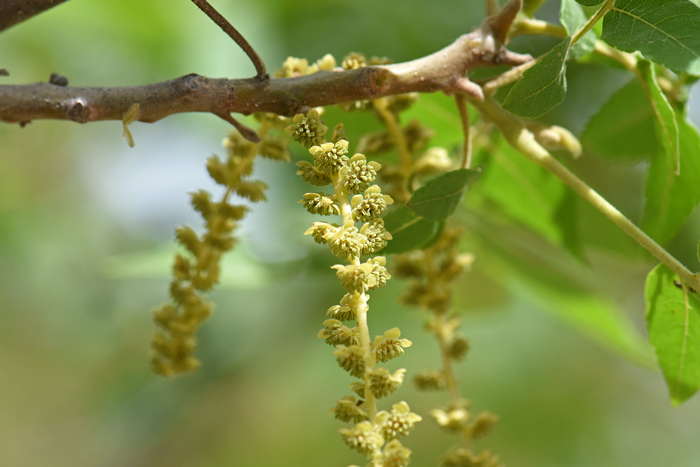 Arizona Walnut blooms from April to May across its large geographic range in the southwestern United States. The male flowers shown here are long drooping catkins. Juglans major 